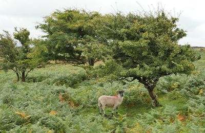 View of a horse on field