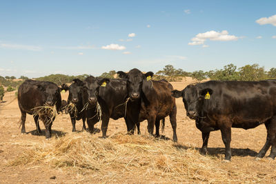 Cows standing in a field