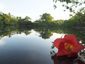 Close-up of red flower on rock by lake against sky