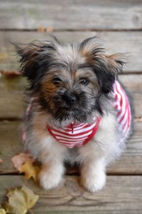 Close-up portrait of dog