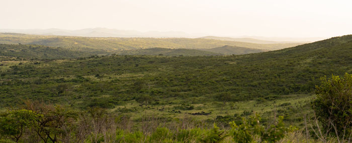 Hluhluwe imfolozi park nature reserve south africa