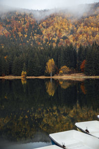 Foggy autumn forest lake reflection landscape	