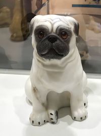 Close-up portrait of white dog