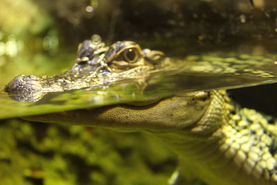 Close-up of turtle in water