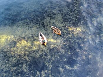 Ducks swimming in water