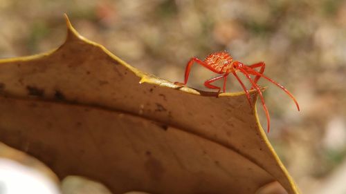 Close-up of assassin bug on dry leaf