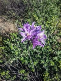 Close-up of flower blooming in sunlight