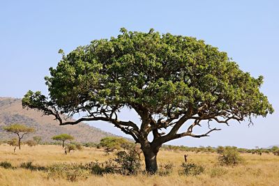 Tree on field against clear sky