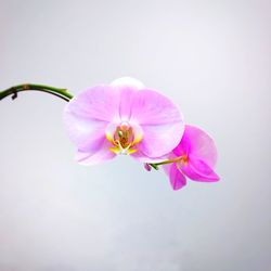 Close-up of pink flower against white background