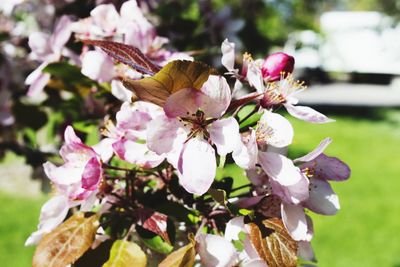 Close-up of pink flowers