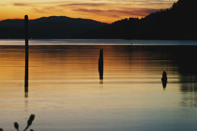 Silhouette bird swimming in lake during sunset