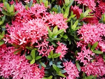 High angle view of pink flowering plants