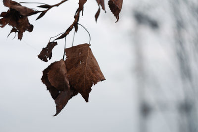 Close-up of dry leaf on tree against sky