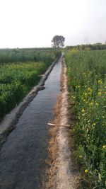 Dirt road amidst agricultural field against clear sky