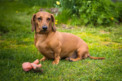 Portrait of dog lying on grass