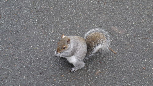 High angle view of squirrel on street