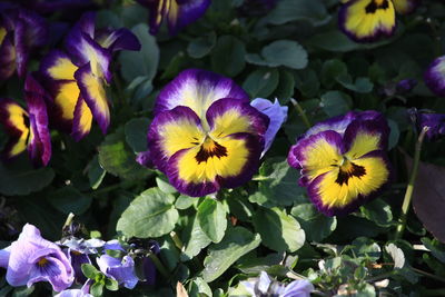 Close-up of purple flowers blooming outdoors