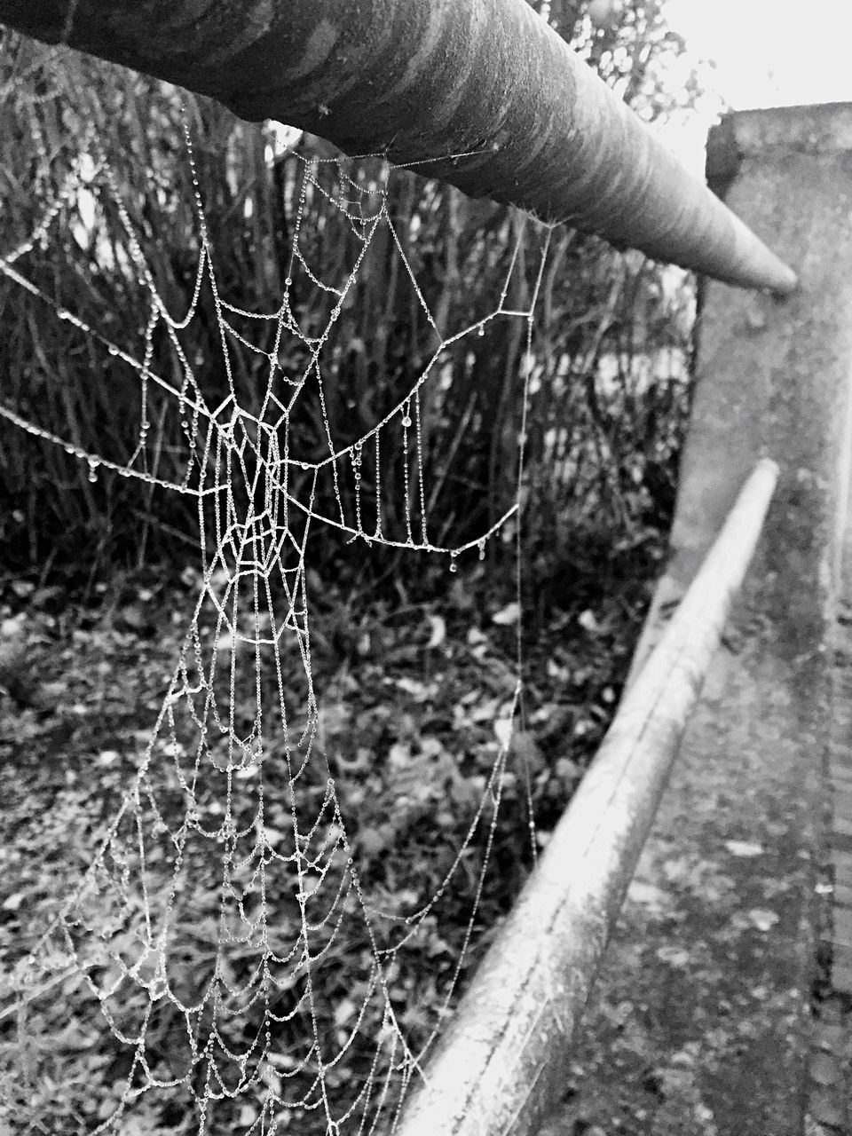 outdoors, day, no people, close-up, nature, spider web, tree, fragility, beauty in nature, water