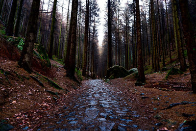 Scenic view of forest during autumn