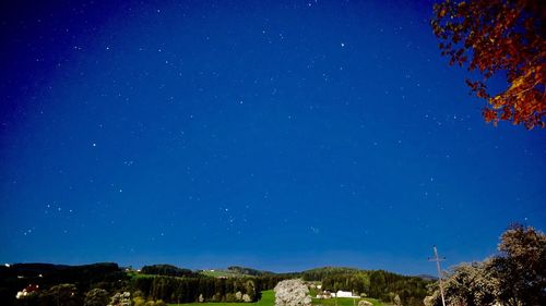 Low angle view of trees against sky at night