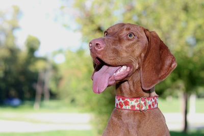 Close-up of dog