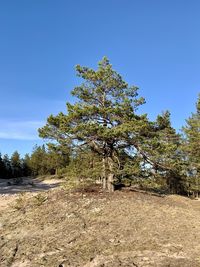 Trees on field against clear blue sky