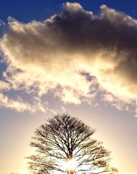 Silhouette of trees at sunset
