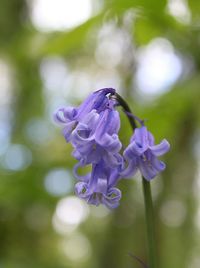 Close-up of purple flowers blooming outdoors