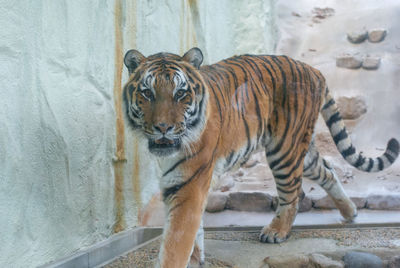 Portrait of cat in zoo