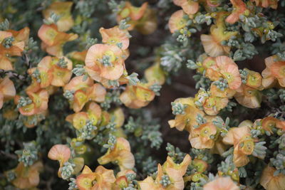 Close-up of flowers blooming outdoors