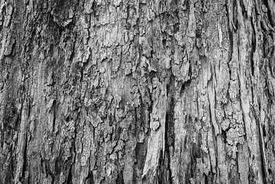 Full frame of tree trunk