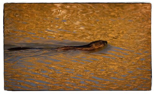 Close-up of crocodile in lake