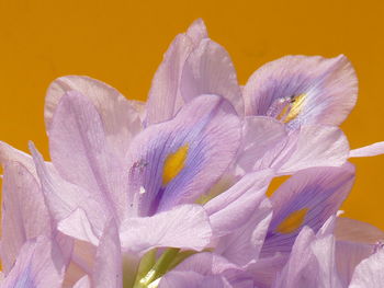 Close-up of purple flower against yellow background