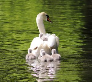 Swan with young animals swimming in lake