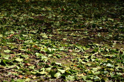 Full frame shot of plants growing on field