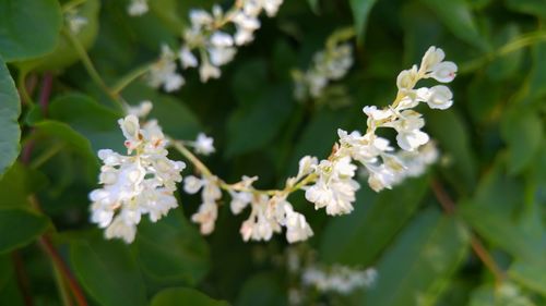 Close-up of white flowers