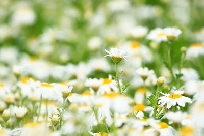 Close-up of white daisy flowers