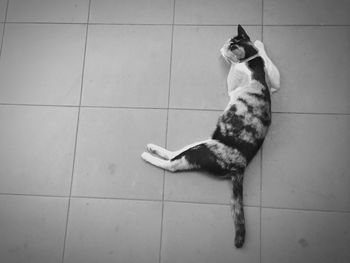 Cat lying on floor