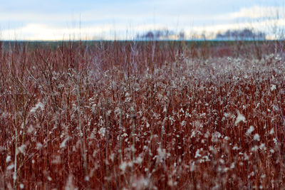 Field of plants with long red stems and fluffy white flowers. beautiful evening countryside retro