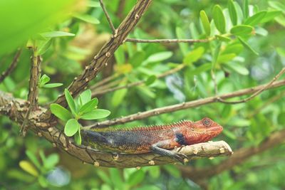 Close-up of butterfly perching on tree