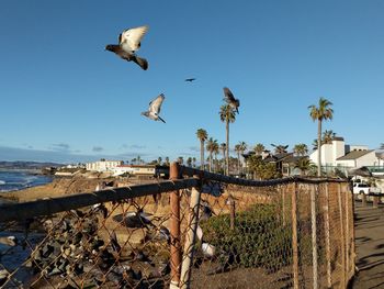 Seagulls flying over beach against clear sky