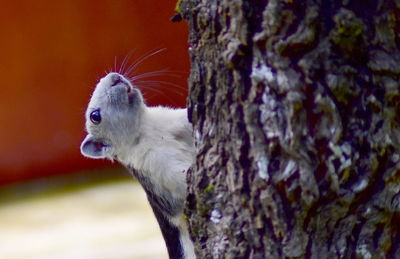 Close-up of lizard on tree trunk