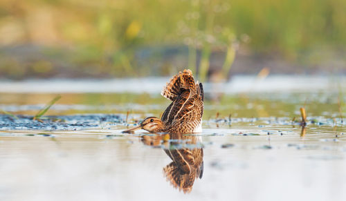 Close-up of duck swimming in lake