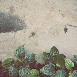 High angle view of wet leaves on land