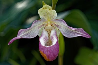 Close-up of purple flowering plant