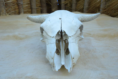 Close-up of animal skull