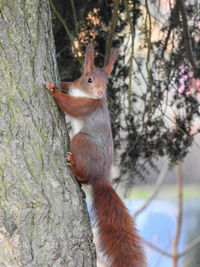 Close-up of squirrel on tree trunk