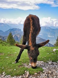 Horse on field against mountain range