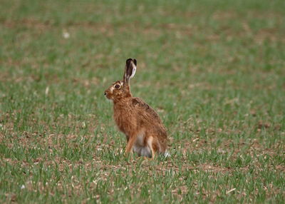Side view of a rabbit on field