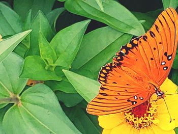 Close-up of butterfly on plant